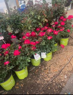 Knock Out Roses