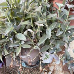 Planta  Verde