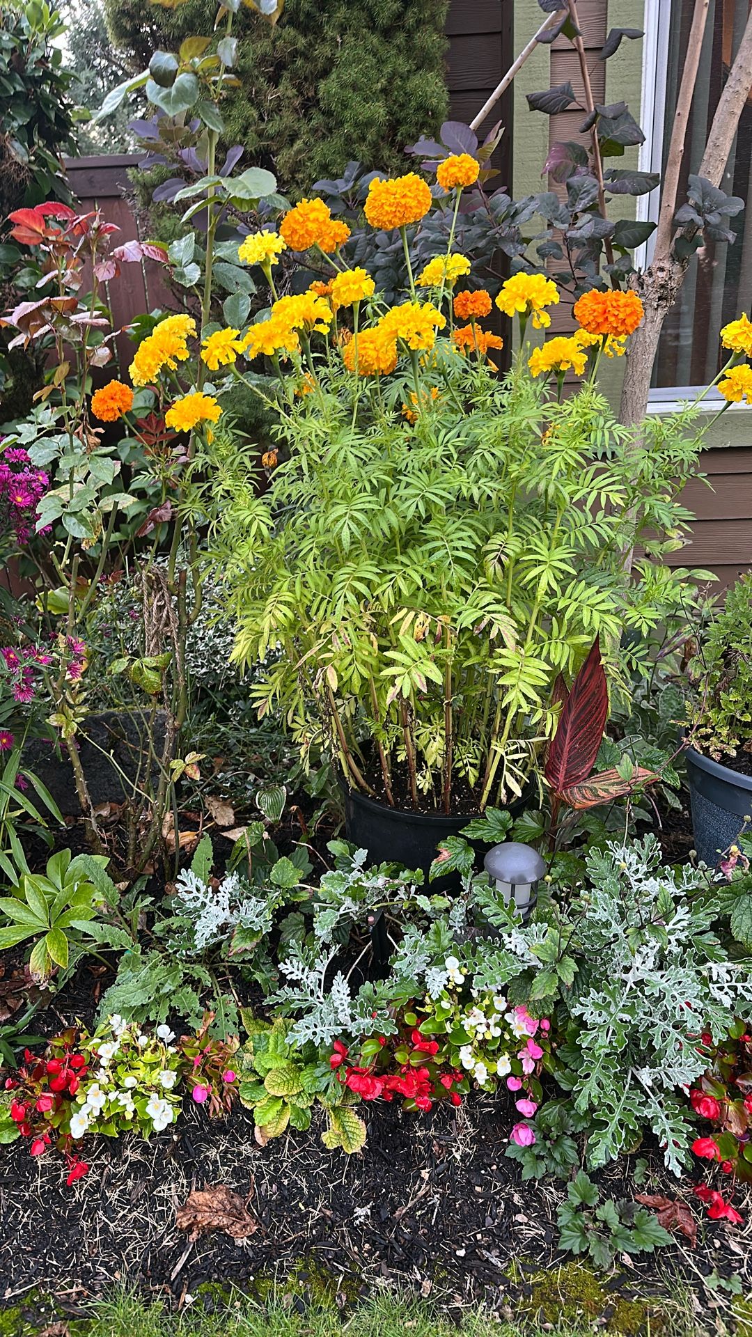 Beautiful Plant For Autumn