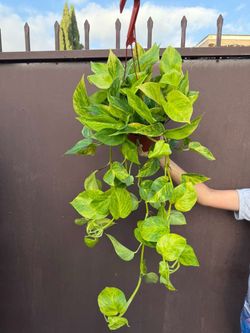 6” neon queen pothos