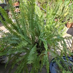 4 Feet Tall , Spreads 4 Feet Wide Very Healthy Ferns In A Mexican Clay Pot, TWO ARE AVAILABLE. Great For Entrances Partly Shade Plant