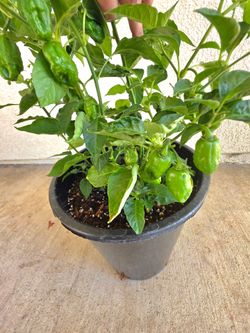 🪴Planta de Chile Habanero/Chili Habanero🌶