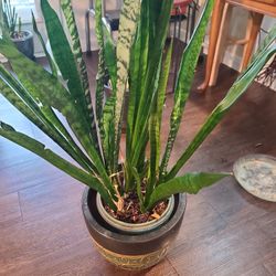 Snake Plant 
