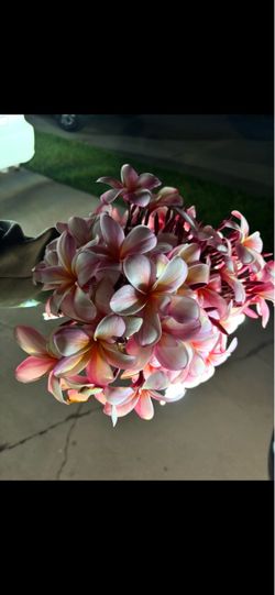 Plumeria Sticks / Multi-Colored