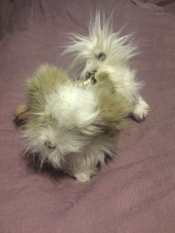 Love on earth doggy purse with the poseable limbs