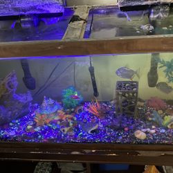 Bake Fish Tank With Fish And Stand