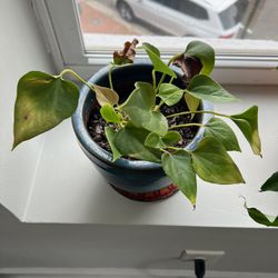 Beautiful Plant In Ceramic Potter