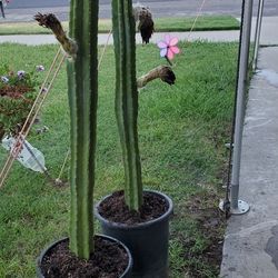 San Pedro Cactus