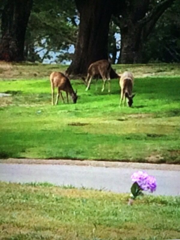 Selling 4 cemetery plots/$5,000 each