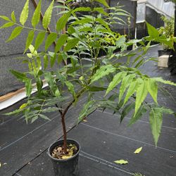 Neem Plant 