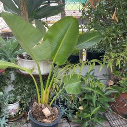 Bird Of Paradise