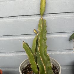 Dragon Fruit Plant