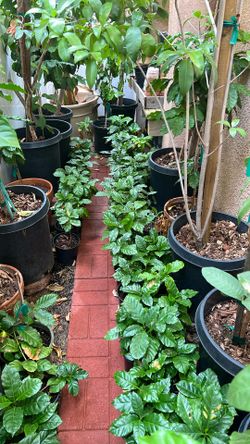 Coffee Plants/ Plantas De Cafe
