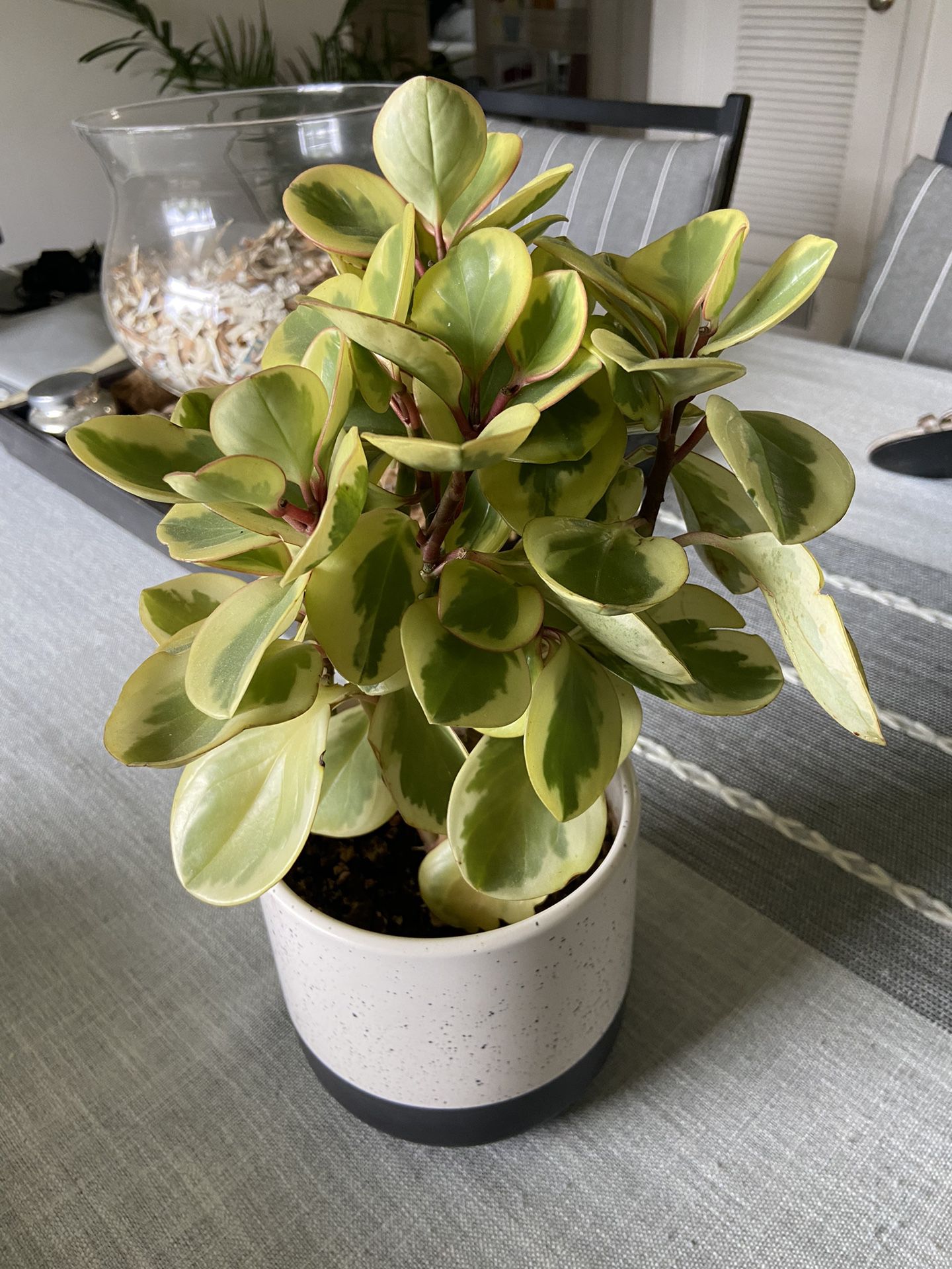 Thick Leaf Indoor Plant W/pot