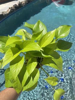 4in Neon Pothos Indoor Plant