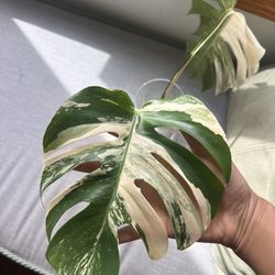 Variegated Monstera