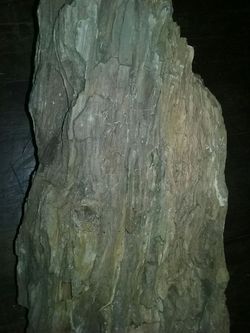 Petrified Wood Fossils