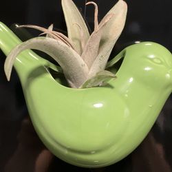 Mini Magnetic Bird Vases with Living Tillandsia Plant