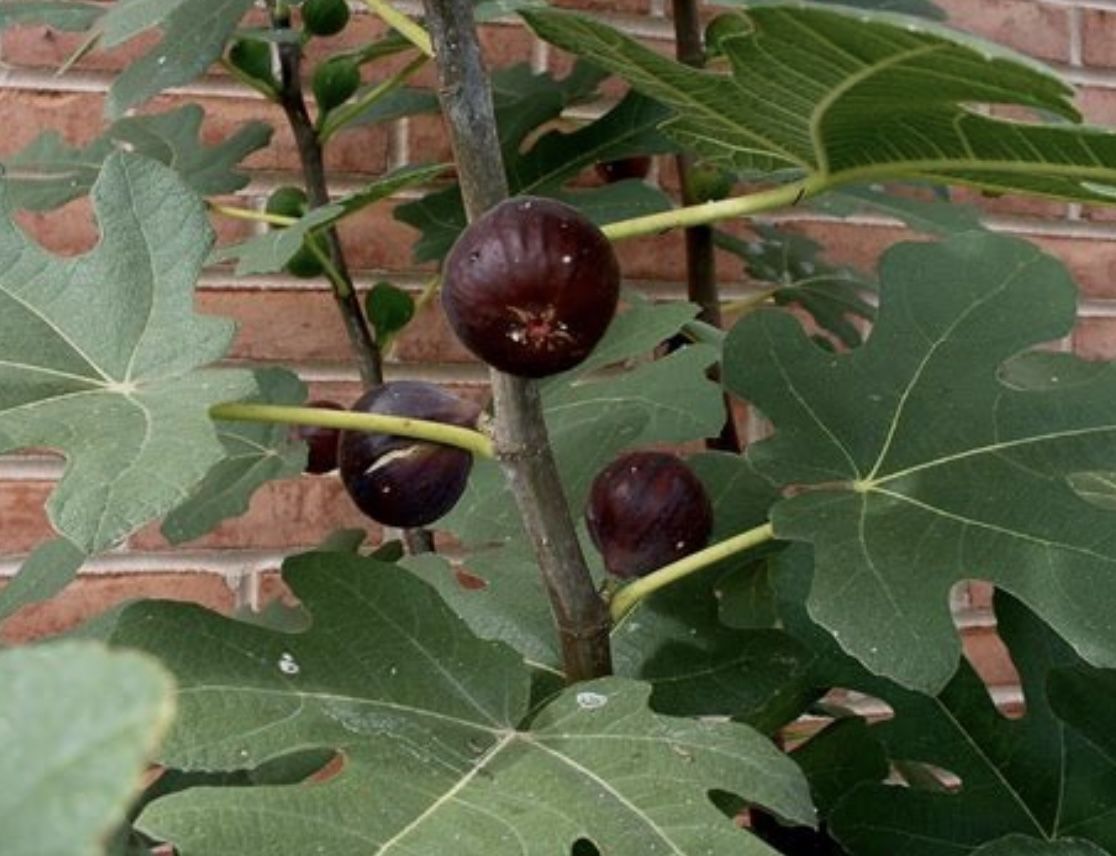 Perennials