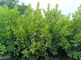 Beautiful Clusia privacy hedge plants πΏπΏ 25gl $95
