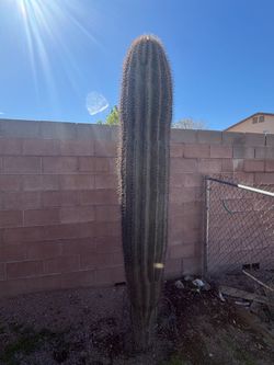 7.5ft Saguoro