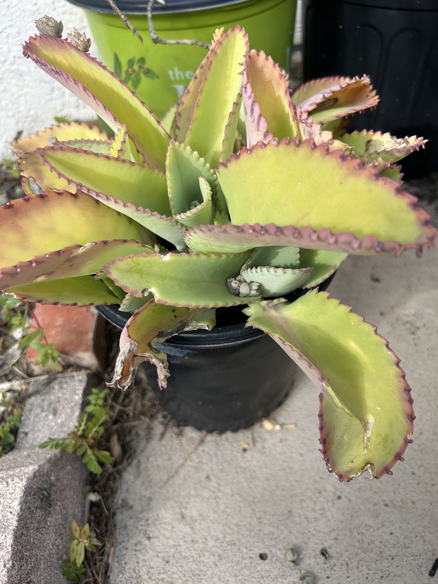 Mother of Thousands Live Plants - Kalanchoe daigremontiana - Mexican Hat Plant Succulent Live Plants - Great Indoor Succulent, Easy to Grow