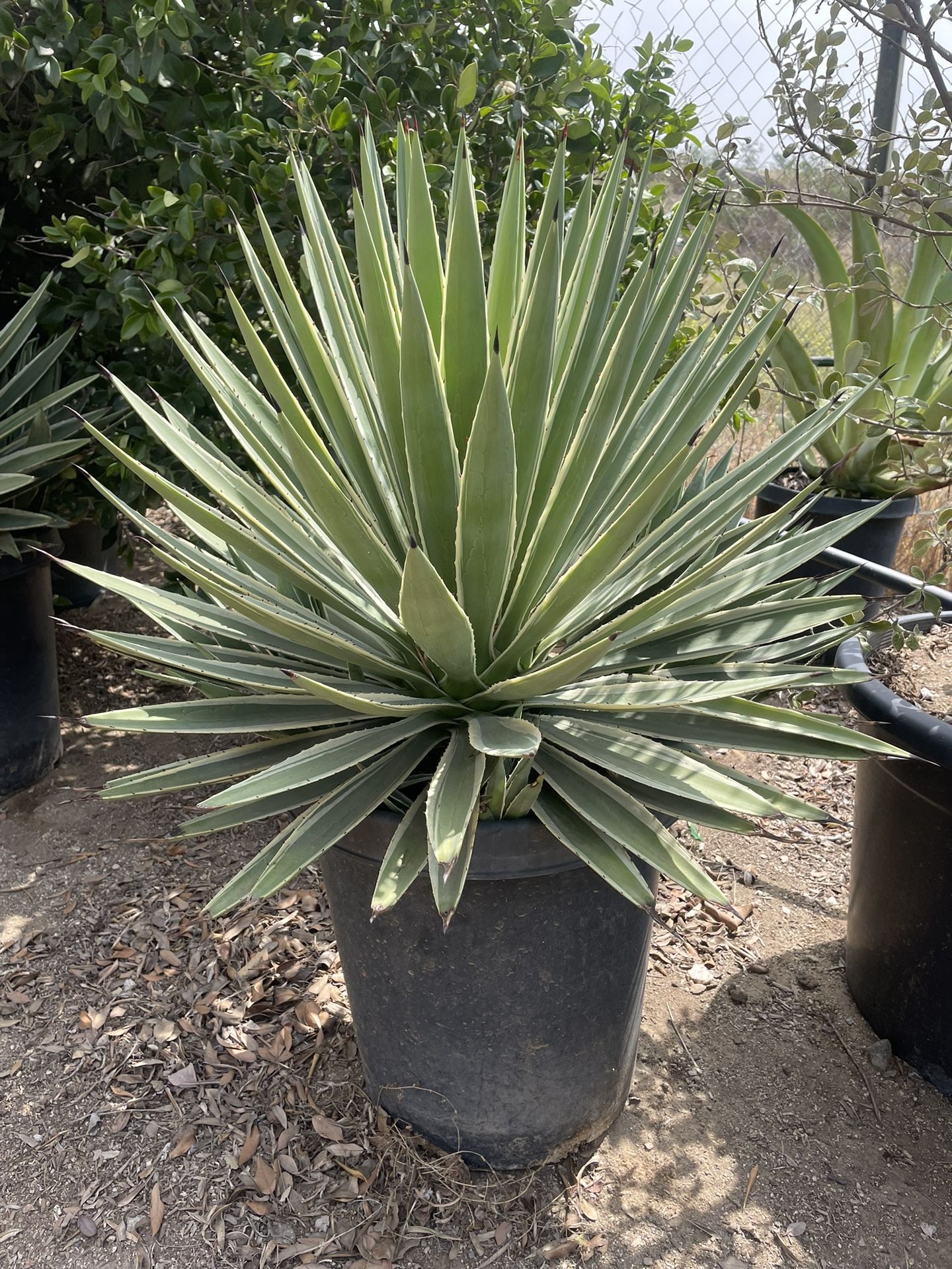 15 Gallon Caribbean Agave