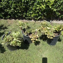 Succulent Plants 