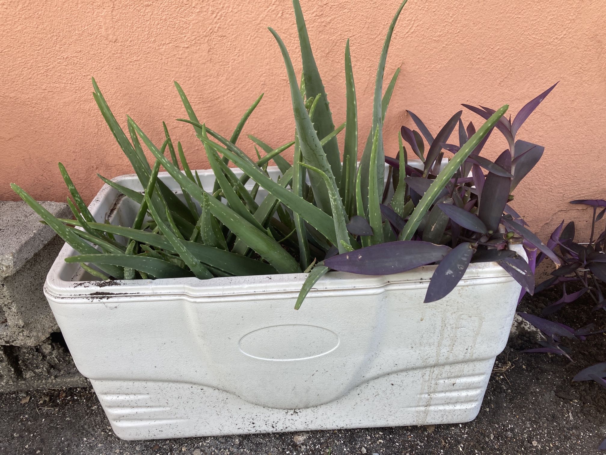 Aloe Vera Plants Farm With Purple Queen Flowers Great Mother’s Day Gift 