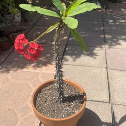Tal Crown of Thorns Succulent Plant