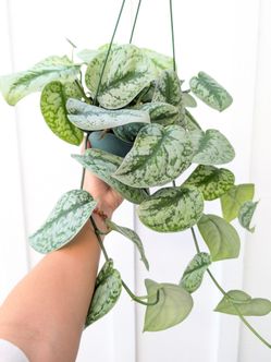 Scindapsus Pictus Exotica Silver Satin Pothos Plant 6" Pot - Indoor House Plants