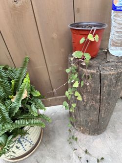 Plant