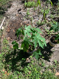 Papaya tree