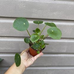 4” Pilea Money Plant