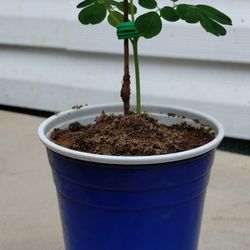 Moringa Oleifera Tree 