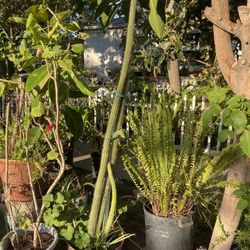 Furn Big Green Plant