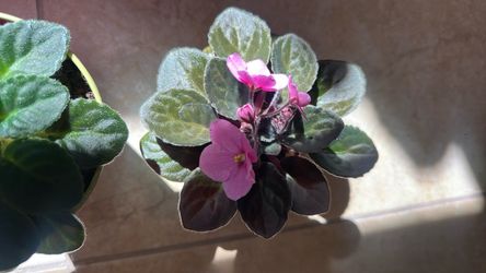 Violeta