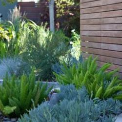 Foxtail Fern Plant 🪴 3gal