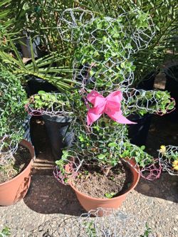 Topieres plant.