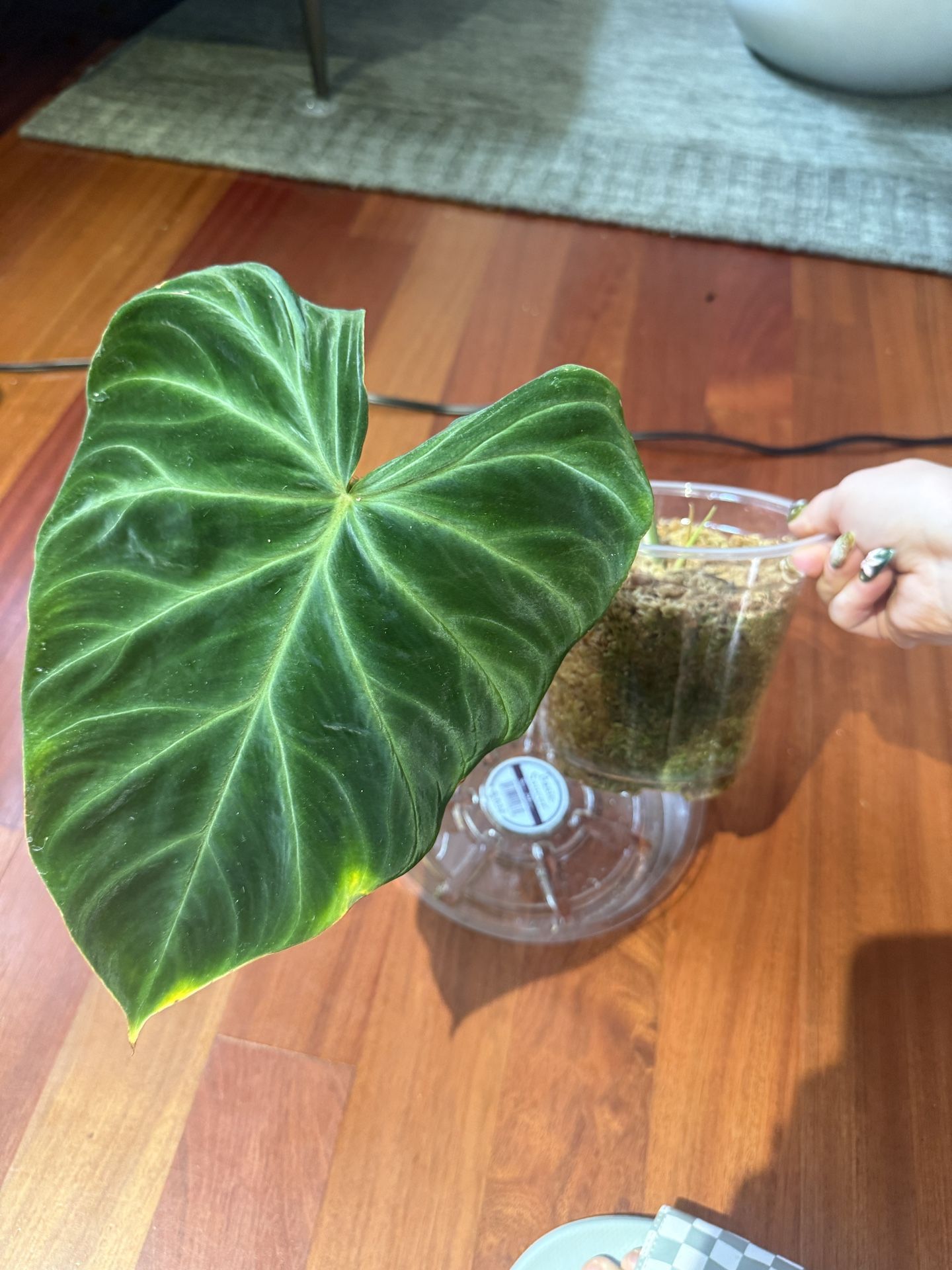 Philodendron Verrucosum cutting (as pictured)