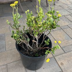 Yellow Kalanchoe Plant 