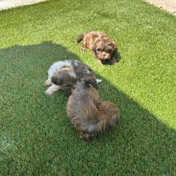 pet grass for potty training