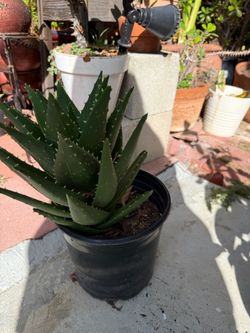 Plants