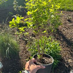 Native Plant: Western Spiraea (Spiraea douglasii)