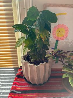 Coffee Plant in Concrete Pot