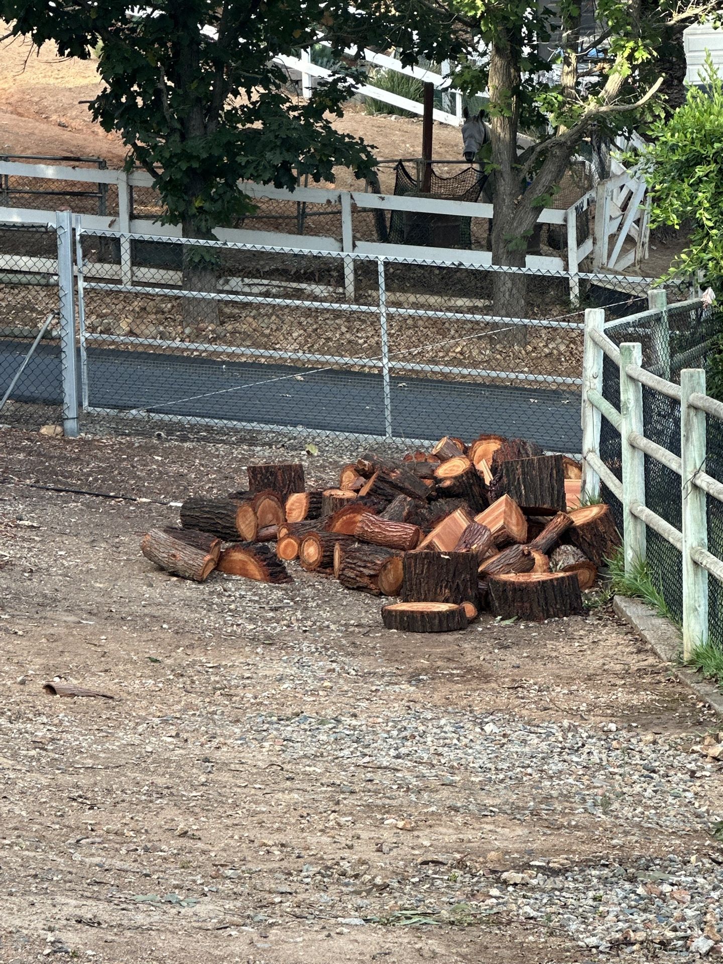 Fire Wood - Eucalyptus