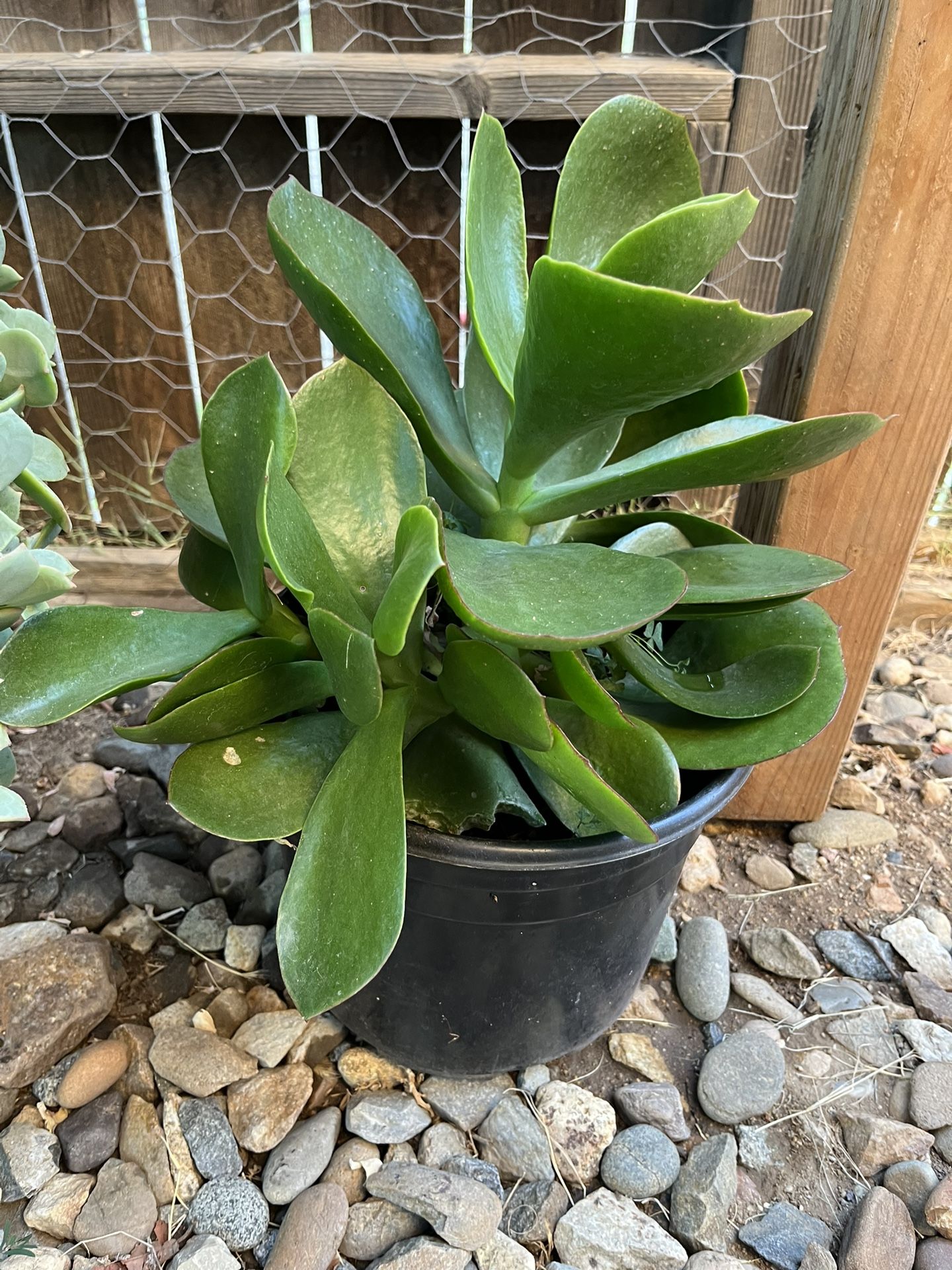 Succulent Plant