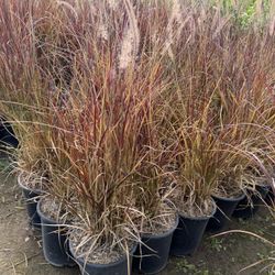 Purple Fountain Grass 5 Gal