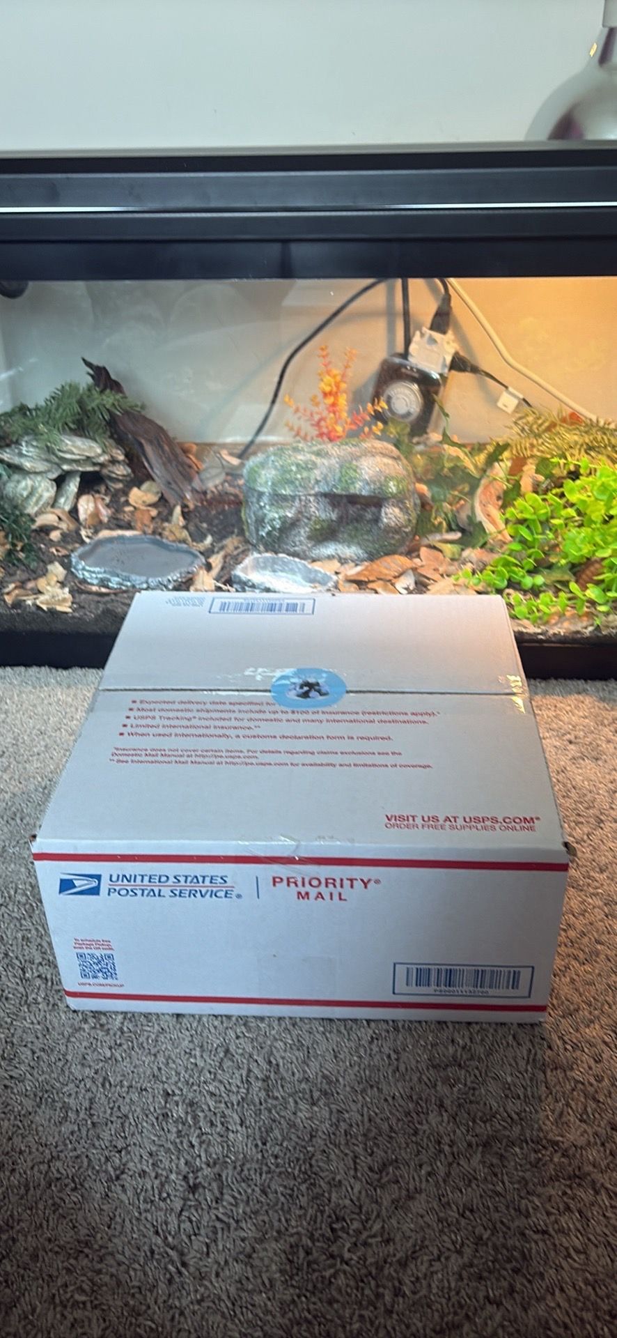 Mystery squishy box