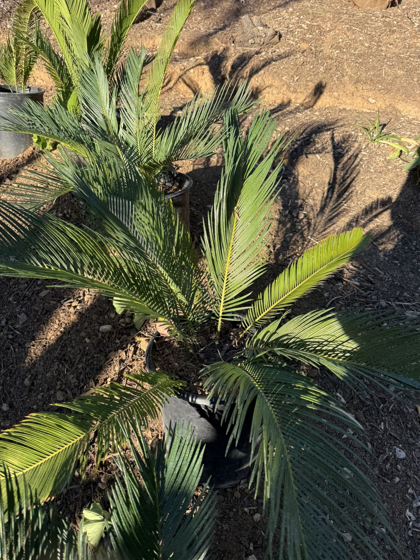 Sago Palms And Plants
